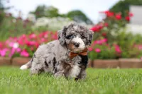 Winston, a male Miniature Bernedoodle for sale in Dundee, OH – 4 of 6