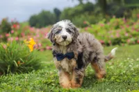Ollie, a male Miniature Bernedoodle for sale in Dundee, OH – 9 of 10