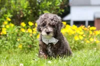 Oscar, a male Miniature Bernedoodle for sale in Dundee, OH – 4 of 5