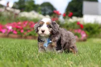 Ollie, a male Miniature Bernedoodle for sale in Dundee, OH – 2 of 8
