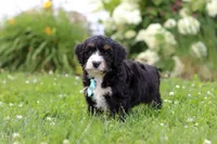 Duke, a male Miniature Bernedoodle for sale in Dundee, OH – 3 of 8