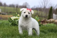 Callie, a female German Shepherd Dog for sale in Dundee, OH – Photo 5 of 5