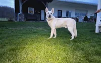 Callie, a female German Shepherd Dog for sale in Dundee, OH – 6 of 7