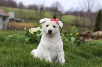 Callie, a female German Shepherd Dog for sale in Dundee, OH – Photo 3 of 5