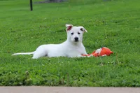 Callie, a female German Shepherd Dog for sale in Dundee, OH – 3 of 7