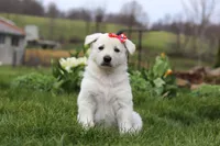 Callie, a female German Shepherd Dog for sale in Dundee, OH – Photo 1 of 5