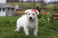 Callie, a female German Shepherd Dog for sale in Dundee, OH – Photo 4 of 5