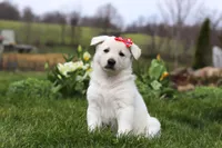 Callie, a female German Shepherd Dog for sale in Dundee, OH – Photo 2 of 5