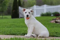 Callie, a female German Shepherd Dog for sale in Dundee, OH – 4 of 7