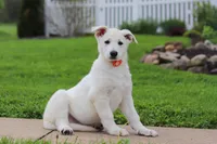 Callie, a female German Shepherd Dog for sale in Dundee, OH – 2 of 7
