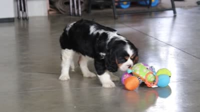 Xander, a male Cavalier King Charles Spaniel for sale in Dundee, OH – 6 of 6