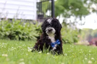 Kobe, a male Miniature Bernedoodle for sale in Dundee, OH – 5 of 6