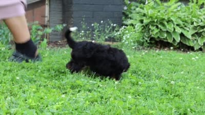 Duke, a male Miniature Bernedoodle for sale in Dundee, OH – 8 of 8