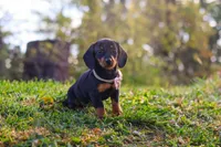 Ophelia, a female Miniature Dachshund for sale in Dundee, OH – 5 of 8