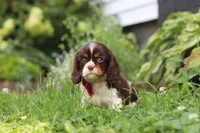 Rocco, a male Cavalier King Charles Spaniel for sale in Dundee, OH – 3 of 6