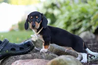 Duke, a male Miniature Dachshund for sale in Dundee, OH – 4 of 10