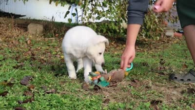Ezra, a male German Shepherd Dog for sale in Dundee, OH – 10 of 10