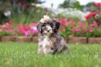 Callie, a female Miniature Bernedoodle for sale in Dundee, OH – 4 of 7