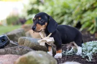 Duke, a male Miniature Dachshund for sale in Dundee, OH – 6 of 10
