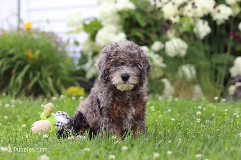 Oscar – Miniature Bernedoodle puppy for sale in Dundee, OH