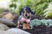 Stella, a female Miniature Dachshund for sale in Dundee, OH – 9 of 10