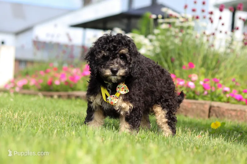 Bella – Miniature Bernedoodle puppy for sale in Dundee, OH