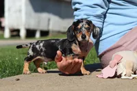 Barney, a male Miniature Dachshund for sale in Dundee, OH – 2 of 10