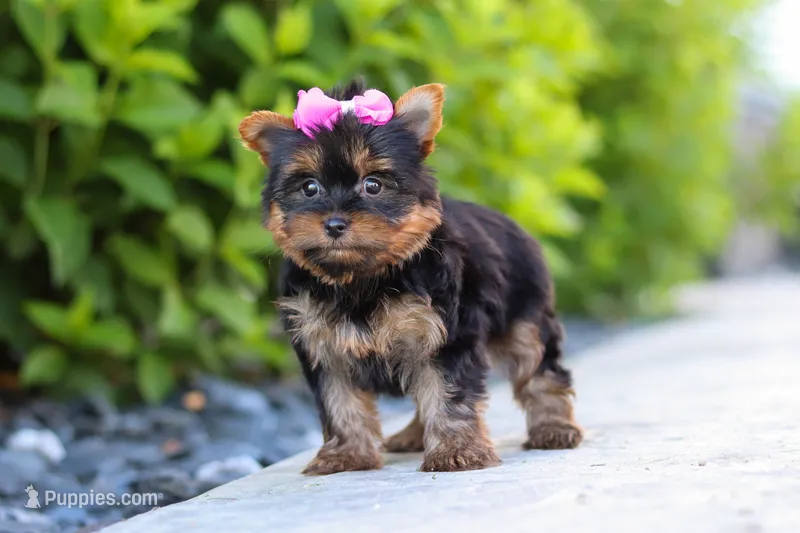 Lola – Yorkshire Terrier puppy for sale in Dundee, OH
