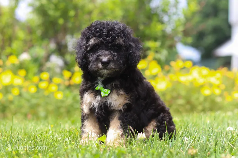 Benji – Miniature Bernedoodle puppy for sale in Dundee, OH