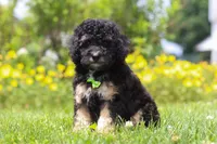 Benji, a male Miniature Bernedoodle for sale in Dundee, OH – 1 of 6