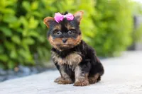 Lola, a female Yorkshire Terrier for sale in Dundee, OH – 9 of 10