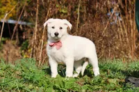 Alice, a female German Shepherd Dog for sale in Dundee, OH – 6 of 10