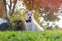Teddy, a male German Shepherd Dog for sale in Dundee, OH – 5 of 10