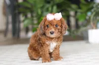 Olivia, a female Cavapoo for sale in Dundee, OH – Photo 5 of 6