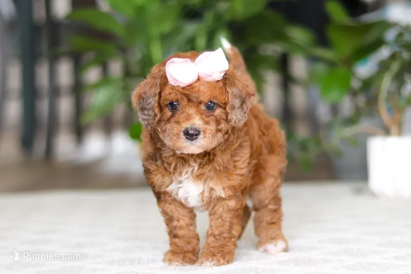 Olivia – Cavapoo puppy for sale in Dundee, OH