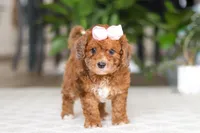 Olivia, a female Cavapoo for sale in Dundee, OH – Photo 2 of 6