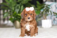 Olivia, a female Cavapoo for sale in Dundee, OH – Photo 6 of 6
