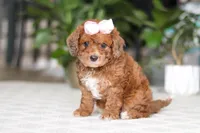 Olivia, a female Cavapoo for sale in Dundee, OH – Photo 4 of 6