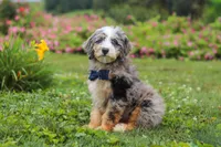 Ollie, a male Miniature Bernedoodle for sale in Dundee, OH – 2 of 10