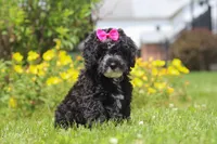Bella, a female Miniature Bernedoodle for sale in Dundee, OH – 4 of 6