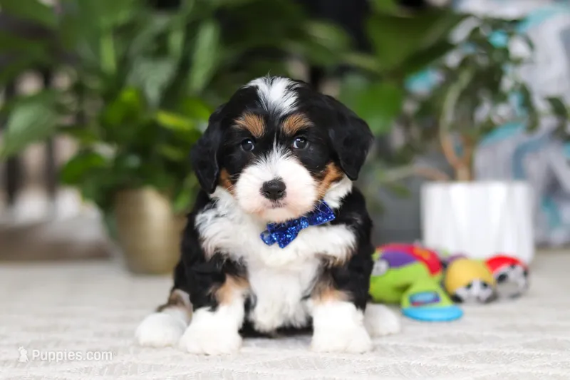 Bluey – Miniature Bernedoodle puppy for sale in Dundee, OH