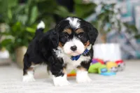 Bluey, a male Miniature Bernedoodle for sale in Dundee, OH – Photo 4 of 6