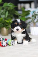 Bluey, a male Miniature Bernedoodle for sale in Dundee, OH – Photo 6 of 6