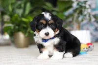 Bluey, a male Miniature Bernedoodle for sale in Dundee, OH – Photo 3 of 6