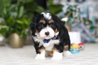 Bluey, a male Miniature Bernedoodle for sale in Dundee, OH – Photo 5 of 6