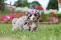 Jewel, a female Miniature Bernedoodle for sale in Dundee, OH – 2 of 6