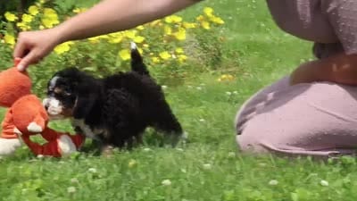 Haley, a female Miniature Bernedoodle for sale in Dundee, OH – 5 of 5