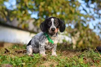 August, a male Miniature Dachshund for sale in Dundee, OH – 2 of 10