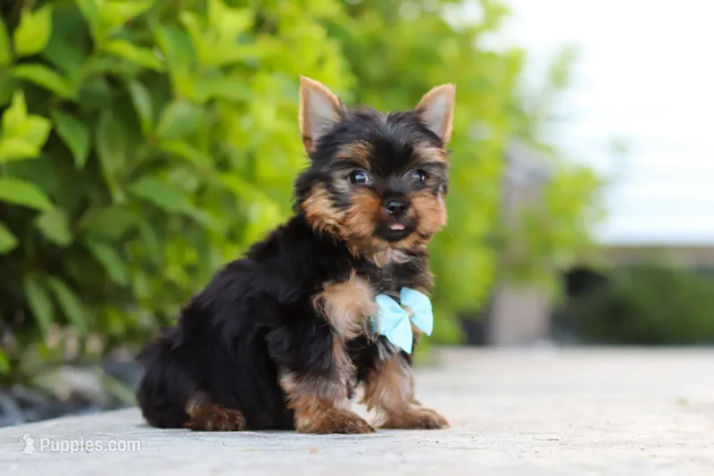 Mitchell – Yorkshire Terrier puppy for sale in Dundee, OH