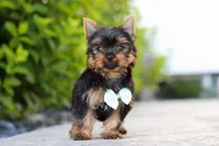 Mitchell, a male Yorkshire Terrier for sale in Dundee, OH – 9 of 10